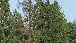 Flight of the Osprey, Flowing Lake County Park Washington