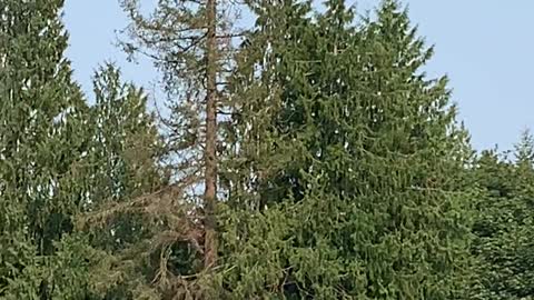 Flight of the Osprey, Flowing Lake County Park Washington