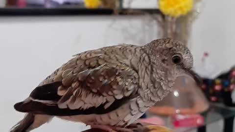 Baby bird on chair