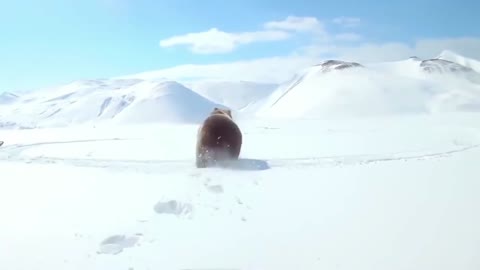 Polar bear in Snow