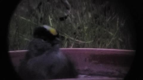 Gold crested sparrow bathing