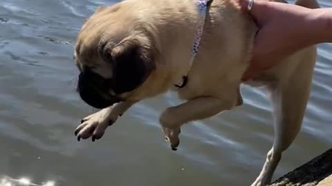 Cute Pug thinks she’s swimming in the air