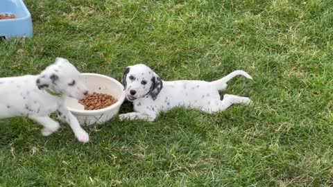 Dalmatian Puppy Shows Off Her Lazy Eating Style