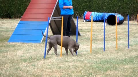 American Staffordshire Terrier Contest Training