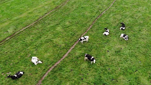 Dairy farm in Zeeland 🇱🇺 (2019-09) {aerial}