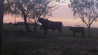 Tavaros Texas LongHorn