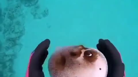 What a cutie fish ! Impressive look