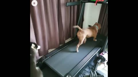 Running in Treadmill