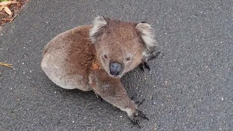 Koala Relocated off the Road on Blind Corner