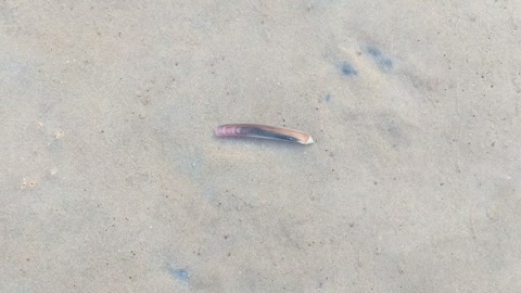 Razor Clam Disappearing Act