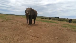 The elephant pays tribute to the visitors