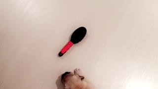 Small puppy fighting and barking at pink comb