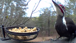 Close up of huge Pileated Woodpecker