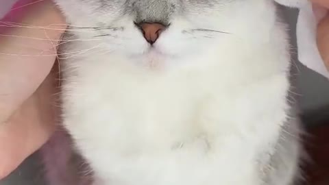 Cute cat Grooming video| 🐱
