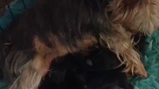 My dog had puppies