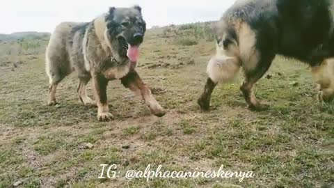 Caucasian Shepherd Dogs Kenya