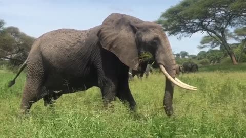 How the elephant eats