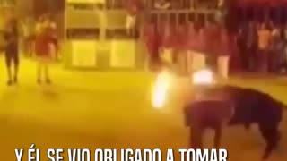 La trágica reacción de un toro mientras lo sometían a una horrible tortura