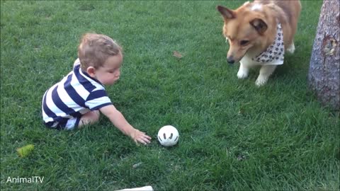 Corgis Are Cute Loaves Of Bread And Animal Goodness