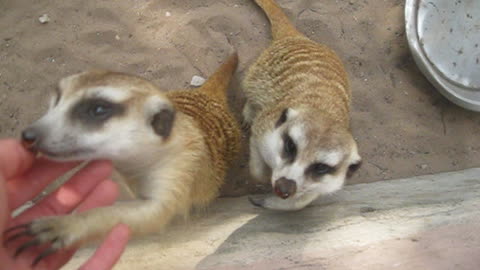 Surprisingly friendly meerkats beg for attention