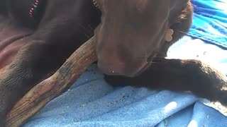 Dogy Playing on the Beach