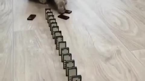 Cat learn the laws of physics ♥