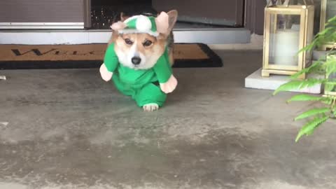 Angry Corgi Elf