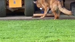 German Shepherd steals broom