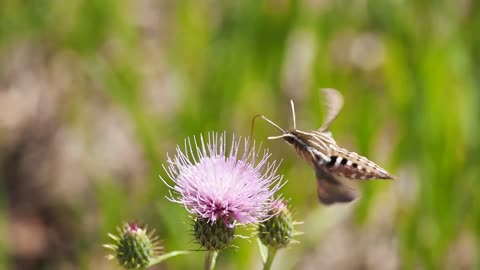 Nectar feeding