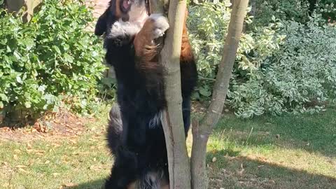 Bernese Mountain Dog is desperate to get to his toy