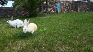 Two cute rabbit eating grass 🐇🐇