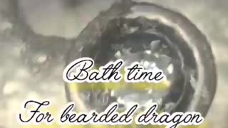 Bearded dragon bath