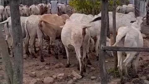Ethiopian local borena cows adopted harsh environmental condition.