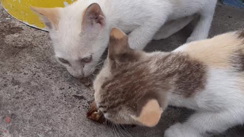 2 little kitten fight for fish