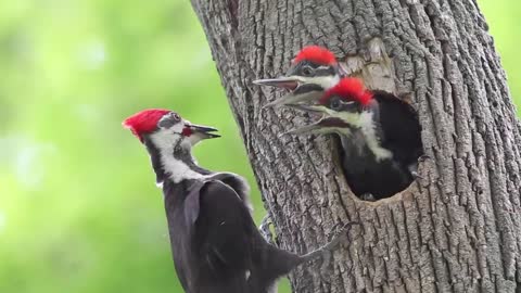 Pileated Woodpecker Chicks At the Nest