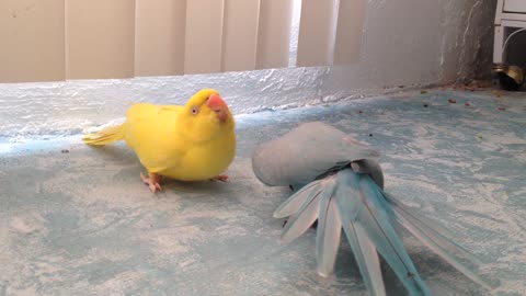 Indian Ringnecks Talk and Dance with Each Other ViralHog