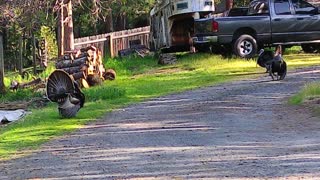 Wild turkeys do two of the types of dances to court the ladies