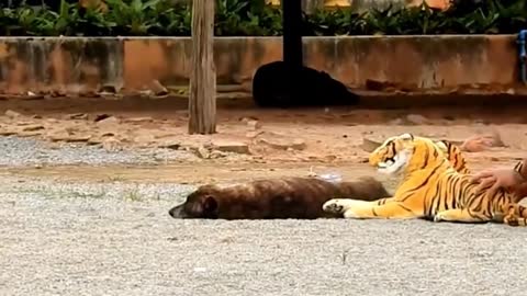 Fake Tiger Vs Dog Prank, Funny Videos ViralHog