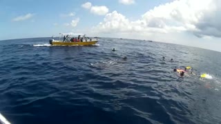 Whale Sharks on top of the Water