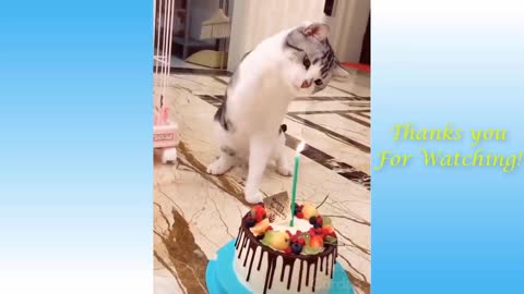 funny dogs and cats video compilation #1