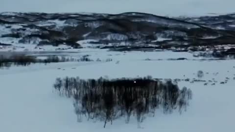 Deer running after a snow motorcycle filmed from a drone