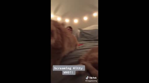 Animals on TikTok