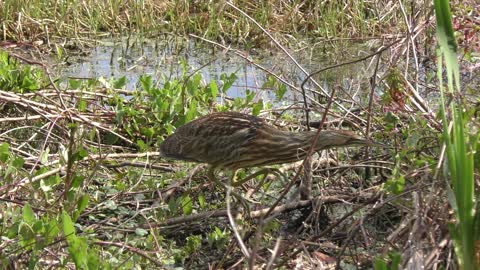 American bittern walking in Florida wetlands