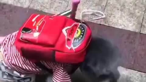 Cute Dog Moving Like A Human