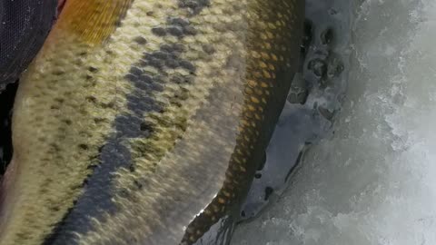 Billings Montana Largemouth Bass Ice Fishing