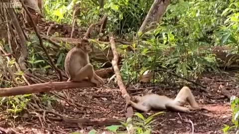 Protecting Marley the Orangutan | Orangutan Diary | BBC Earth