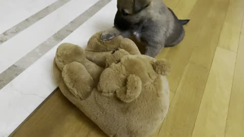 Bear winter shoes and puppy playing