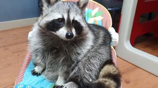 Pet raccoon chomps down on crunchy cabbage