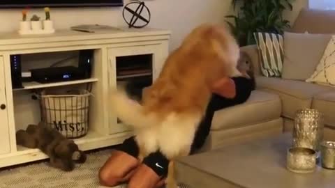 The golden retriever dog looks impatient at the owner making faces
