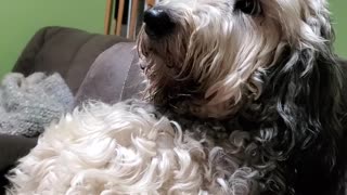 Nestle Jane, The High Maintenance Goldendoodle Looks Down Upon Her Subjects